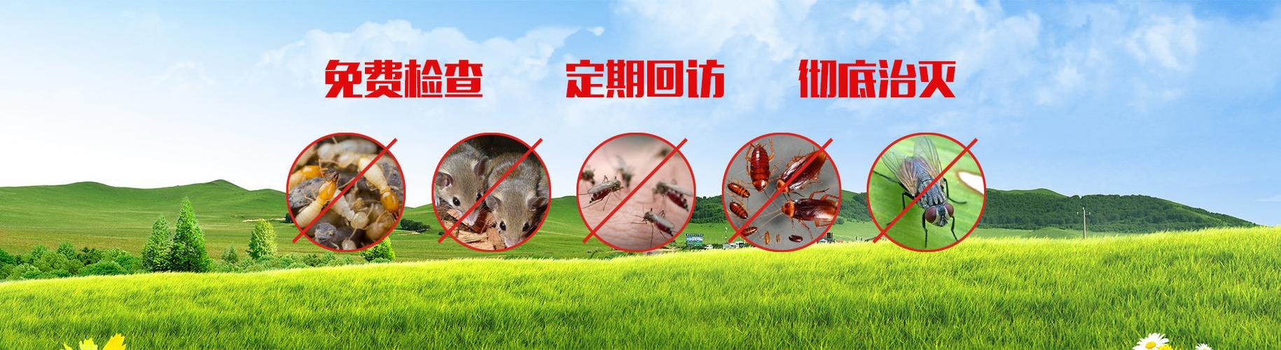 新科白蚁防治